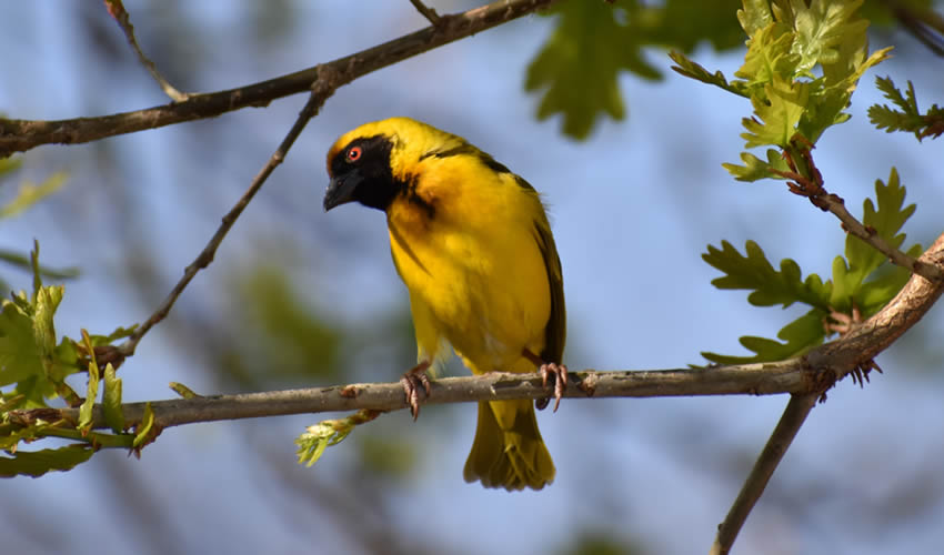 Birding in Nyungwe Forest National Park