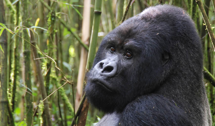 Gorilla Trekking Safaris in Volcanoes National Park