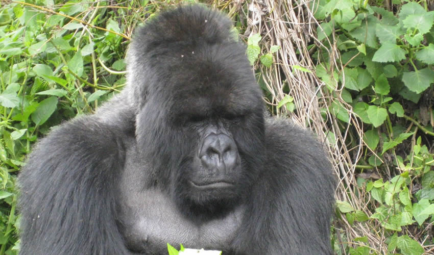 Gorilla Tracking in Rwanda